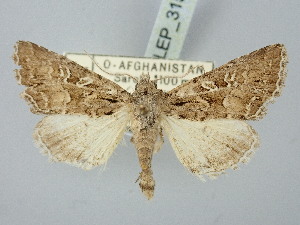  ( - BGE_ZSM_LEP_3153)  @11 [ ] by-nc-sa (2025) SNSB, Staatliche Naturwissenschaftliche Sammlungen Bayerns ZSM (SNSB, Zoologische Staatssammlung Muenchen)