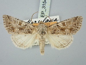  ( - BGE_ZSM_LEP_3154)  @11 [ ] by-nc-sa (2025) SNSB, Staatliche Naturwissenschaftliche Sammlungen Bayerns ZSM (SNSB, Zoologische Staatssammlung Muenchen)