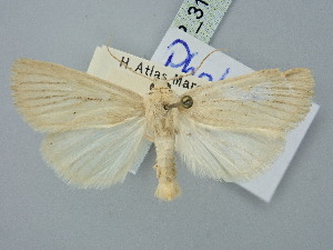  ( - BGE_ZSM_LEP_3155)  @11 [ ] by-nc-sa (2025) SNSB, Staatliche Naturwissenschaftliche Sammlungen Bayerns ZSM (SNSB, Zoologische Staatssammlung Muenchen)