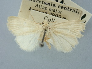  ( - BGE_ZSM_LEP_3156)  @11 [ ] by-nc-sa (2025) SNSB, Staatliche Naturwissenschaftliche Sammlungen Bayerns ZSM (SNSB, Zoologische Staatssammlung Muenchen)