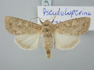  ( - BGE_ZSM_LEP_3158)  @11 [ ] by-nc-sa (2025) SNSB, Staatliche Naturwissenschaftliche Sammlungen Bayerns ZSM (SNSB, Zoologische Staatssammlung Muenchen)