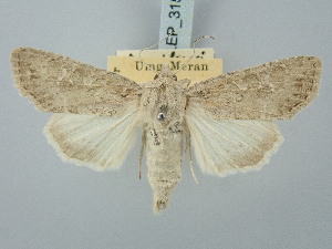  ( - BGE_ZSM_LEP_3159)  @11 [ ] by-nc-sa (2025) SNSB, Staatliche Naturwissenschaftliche Sammlungen Bayerns ZSM (SNSB, Zoologische Staatssammlung Muenchen)
