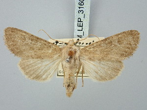  ( - BGE_ZSM_LEP_3160)  @11 [ ] by-nc-sa (2025) SNSB, Staatliche Naturwissenschaftliche Sammlungen Bayerns ZSM (SNSB, Zoologische Staatssammlung Muenchen)