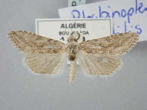  ( - BGE_ZSM_LEP_3164)  @11 [ ] by-nc-sa (2025) SNSB, Staatliche Naturwissenschaftliche Sammlungen Bayerns ZSM (SNSB, Zoologische Staatssammlung Muenchen)