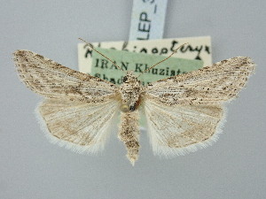 ( - BGE_ZSM_LEP_3165)  @11 [ ] by-nc-sa (2025) SNSB, Staatliche Naturwissenschaftliche Sammlungen Bayerns ZSM (SNSB, Zoologische Staatssammlung Muenchen)