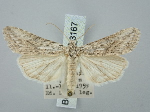  ( - BGE_ZSM_LEP_3167)  @11 [ ] by-nc-sa (2025) SNSB, Staatliche Naturwissenschaftliche Sammlungen Bayerns ZSM (SNSB, Zoologische Staatssammlung Muenchen)