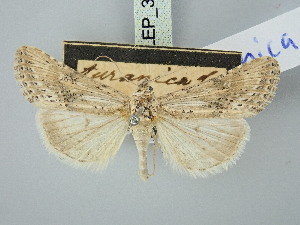  (Rhabinopteryx turanica - BGE_ZSM_LEP_3168)  @11 [ ] by-nc-sa (2025) SNSB, Staatliche Naturwissenschaftliche Sammlungen Bayerns ZSM (SNSB, Zoologische Staatssammlung Muenchen)