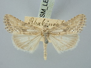  ( - BGE_ZSM_LEP_3169)  @11 [ ] by-nc-sa (2025) SNSB, Staatliche Naturwissenschaftliche Sammlungen Bayerns ZSM (SNSB, Zoologische Staatssammlung Muenchen)