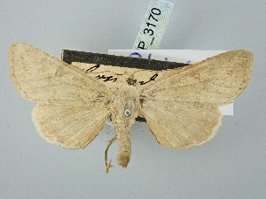  ( - BGE_ZSM_LEP_3170)  @11 [ ] by-nc-sa (2025) SNSB, Staatliche Naturwissenschaftliche Sammlungen Bayerns ZSM (SNSB, Zoologische Staatssammlung Muenchen)