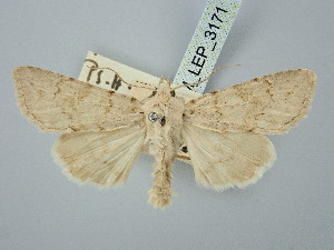  ( - BGE_ZSM_LEP_3171)  @11 [ ] by-nc-sa (2025) SNSB, Staatliche Naturwissenschaftliche Sammlungen Bayerns ZSM (SNSB, Zoologische Staatssammlung Muenchen)