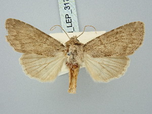  ( - BGE_ZSM_LEP_3172)  @11 [ ] by-nc-sa (2025) SNSB, Staatliche Naturwissenschaftliche Sammlungen Bayerns ZSM (SNSB, Zoologische Staatssammlung Muenchen)