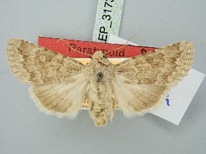 ( - BGE_ZSM_LEP_3173)  @11 [ ] by-nc-sa (2025) SNSB, Staatliche Naturwissenschaftliche Sammlungen Bayerns ZSM (SNSB, Zoologische Staatssammlung Muenchen)