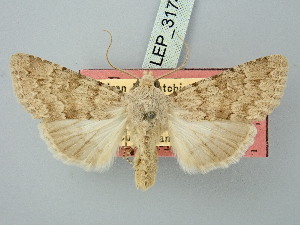  ( - BGE_ZSM_LEP_3174)  @11 [ ] by-nc-sa (2025) SNSB, Staatliche Naturwissenschaftliche Sammlungen Bayerns ZSM (SNSB, Zoologische Staatssammlung Muenchen)