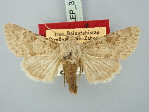  ( - BGE_ZSM_LEP_3175)  @11 [ ] by-nc-sa (2025) SNSB, Staatliche Naturwissenschaftliche Sammlungen Bayerns ZSM (SNSB, Zoologische Staatssammlung Muenchen)