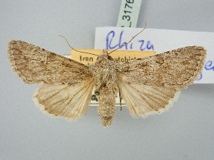  (Rhiza schlumbergeri - BGE_ZSM_LEP_3176)  @11 [ ] by-nc-sa (2025) SNSB, Staatliche Naturwissenschaftliche Sammlungen Bayerns ZSM (SNSB, Zoologische Staatssammlung Muenchen)