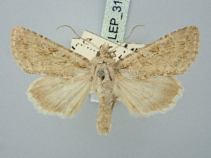 ( - BGE_ZSM_LEP_3177)  @11 [ ] by-nc-sa (2025) SNSB, Staatliche Naturwissenschaftliche Sammlungen Bayerns ZSM (SNSB, Zoologische Staatssammlung Muenchen)