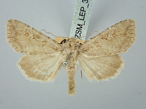  ( - BGE_ZSM_LEP_3178)  @11 [ ] by-nc-sa (2025) SNSB, Staatliche Naturwissenschaftliche Sammlungen Bayerns ZSM (SNSB, Zoologische Staatssammlung Muenchen)