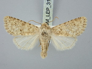  ( - BGE_ZSM_LEP_3183)  @11 [ ] by-nc-sa (2025) SNSB, Staatliche Naturwissenschaftliche Sammlungen Bayerns ZSM (SNSB, Zoologische Staatssammlung Muenchen)