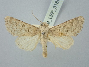  ( - BGE_ZSM_LEP_3184)  @11 [ ] by-nc-sa (2025) SNSB, Staatliche Naturwissenschaftliche Sammlungen Bayerns ZSM (SNSB, Zoologische Staatssammlung Muenchen)