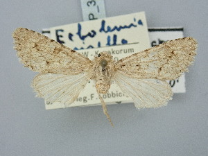  ( - BGE_ZSM_LEP_3185)  @11 [ ] by-nc-sa (2025) SNSB, Staatliche Naturwissenschaftliche Sammlungen Bayerns ZSM (SNSB, Zoologische Staatssammlung Muenchen)