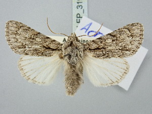  ( - BGE_ZSM_LEP_3199)  @11 [ ] by-nc-sa (2025) SNSB, Staatliche Naturwissenschaftliche Sammlungen Bayerns ZSM (SNSB, Zoologische Staatssammlung Muenchen)