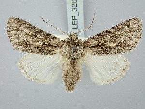  ( - BGE_ZSM_LEP_3200)  @11 [ ] by-nc-sa (2025) SNSB, Staatliche Naturwissenschaftliche Sammlungen Bayerns ZSM (SNSB, Zoologische Staatssammlung Muenchen)