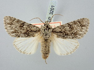  ( - BGE_ZSM_LEP_3201)  @11 [ ] by-nc-sa (2025) SNSB, Staatliche Naturwissenschaftliche Sammlungen Bayerns ZSM (SNSB, Zoologische Staatssammlung Muenchen)