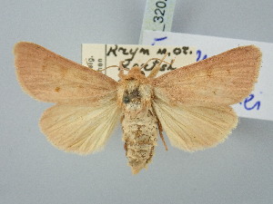  ( - BGE_ZSM_LEP_3202)  @11 [ ] by-nc-sa (2025) SNSB, Staatliche Naturwissenschaftliche Sammlungen Bayerns ZSM (SNSB, Zoologische Staatssammlung Muenchen)