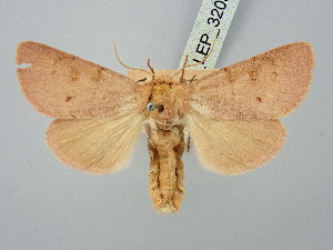  ( - BGE_ZSM_LEP_3203)  @11 [ ] by-nc-sa (2025) SNSB, Staatliche Naturwissenschaftliche Sammlungen Bayerns ZSM (SNSB, Zoologische Staatssammlung Muenchen)