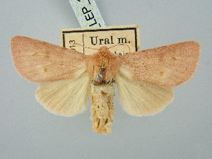  ( - BGE_ZSM_LEP_3204)  @11 [ ] by-nc-sa (2025) SNSB, Staatliche Naturwissenschaftliche Sammlungen Bayerns ZSM (SNSB, Zoologische Staatssammlung Muenchen)