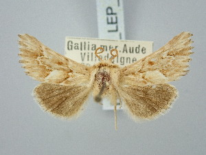  ( - BGE_ZSM_LEP_3206)  @11 [ ] by-nc-sa (2025) SNSB, Staatliche Naturwissenschaftliche Sammlungen Bayerns ZSM (SNSB, Zoologische Staatssammlung Muenchen)