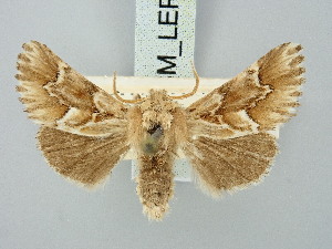  ( - BGE_ZSM_LEP_3207)  @11 [ ] by-nc-sa (2025) SNSB, Staatliche Naturwissenschaftliche Sammlungen Bayerns ZSM (SNSB, Zoologische Staatssammlung Muenchen)