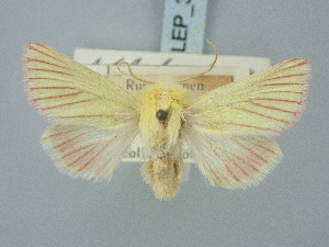  ( - BGE_ZSM_LEP_3250)  @11 [ ] by-nc-sa (2025) SNSB, Staatliche Naturwissenschaftliche Sammlungen Bayerns ZSM (SNSB, Zoologische Staatssammlung Muenchen)