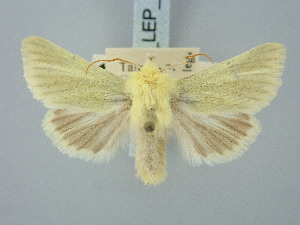  ( - BGE_ZSM_LEP_3251)  @11 [ ] by-nc-sa (2025) SNSB, Staatliche Naturwissenschaftliche Sammlungen Bayerns ZSM (SNSB, Zoologische Staatssammlung Muenchen)
