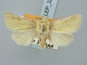  ( - BGE_ZSM_LEP_3252)  @11 [ ] by-nc-sa (2025) SNSB, Staatliche Naturwissenschaftliche Sammlungen Bayerns ZSM (SNSB, Zoologische Staatssammlung Muenchen)