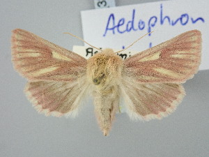  ( - BGE_ZSM_LEP_3253)  @11 [ ] by-nc-sa (2025) SNSB, Staatliche Naturwissenschaftliche Sammlungen Bayerns ZSM (SNSB, Zoologische Staatssammlung Muenchen)
