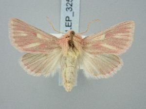  ( - BGE_ZSM_LEP_3255)  @11 [ ] by-nc-sa (2025) SNSB, Staatliche Naturwissenschaftliche Sammlungen Bayerns ZSM (SNSB, Zoologische Staatssammlung Muenchen)