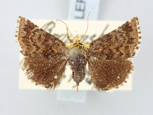  ( - BGE_ZSM_LEP_3258)  @11 [ ] by-nc-sa (2025) SNSB, Staatliche Naturwissenschaftliche Sammlungen Bayerns ZSM (SNSB, Zoologische Staatssammlung Muenchen)