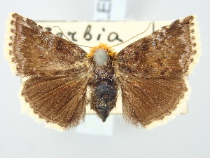  ( - BGE_ZSM_LEP_3259)  @11 [ ] by-nc-sa (2025) SNSB, Staatliche Naturwissenschaftliche Sammlungen Bayerns ZSM (SNSB, Zoologische Staatssammlung Muenchen)