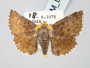  ( - BGE_ZSM_LEP_3260)  @11 [ ] by-nc-sa (2025) SNSB, Staatliche Naturwissenschaftliche Sammlungen Bayerns ZSM (SNSB, Zoologische Staatssammlung Muenchen)