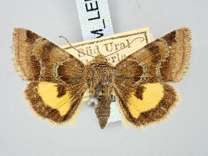  ( - BGE_ZSM_LEP_3282)  @11 [ ] by-nc-sa (2025) SNSB, Staatliche Naturwissenschaftliche Sammlungen Bayerns ZSM (SNSB, Zoologische Staatssammlung Muenchen)