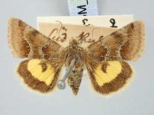  ( - BGE_ZSM_LEP_3283)  @11 [ ] by-nc-sa (2025) SNSB, Staatliche Naturwissenschaftliche Sammlungen Bayerns ZSM (SNSB, Zoologische Staatssammlung Muenchen)