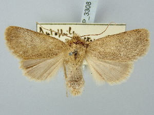  ( - BGE_ZSM_LEP_3308)  @11 [ ] by-nc-sa (2025) SNSB, Staatliche Naturwissenschaftliche Sammlungen Bayerns ZSM (SNSB, Zoologische Staatssammlung Muenchen)
