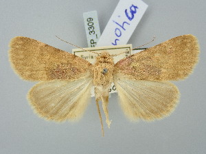  ( - BGE_ZSM_LEP_3309)  @11 [ ] by-nc-sa (2025) SNSB, Staatliche Naturwissenschaftliche Sammlungen Bayerns ZSM (SNSB, Zoologische Staatssammlung Muenchen)