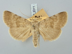  ( - BGE_ZSM_LEP_3311)  @11 [ ] by-nc-sa (2025) SNSB, Staatliche Naturwissenschaftliche Sammlungen Bayerns ZSM (SNSB, Zoologische Staatssammlung Muenchen)