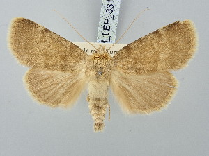  ( - BGE_ZSM_LEP_3312)  @11 [ ] by-nc-sa (2025) SNSB, Staatliche Naturwissenschaftliche Sammlungen Bayerns ZSM (SNSB, Zoologische Staatssammlung Muenchen)