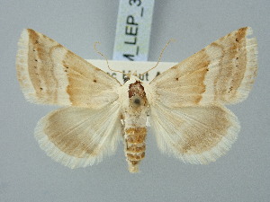  ( - BGE_ZSM_LEP_3314)  @11 [ ] by-nc-sa (2025) SNSB, Staatliche Naturwissenschaftliche Sammlungen Bayerns ZSM (SNSB, Zoologische Staatssammlung Muenchen)