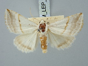  ( - BGE_ZSM_LEP_3315)  @11 [ ] by-nc-sa (2025) SNSB, Staatliche Naturwissenschaftliche Sammlungen Bayerns ZSM (SNSB, Zoologische Staatssammlung Muenchen)
