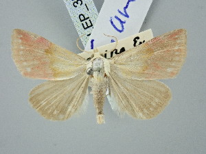  (Eublemma amasina - BGE_ZSM_LEP_3316)  @11 [ ] by-nc-sa (2025) SNSB, Staatliche Naturwissenschaftliche Sammlungen Bayerns ZSM (SNSB, Zoologische Staatssammlung Muenchen)