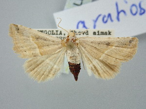  ( - BGE_ZSM_LEP_3320)  @11 [ ] by-nc-sa (2025) SNSB, Staatliche Naturwissenschaftliche Sammlungen Bayerns ZSM (SNSB, Zoologische Staatssammlung Muenchen)